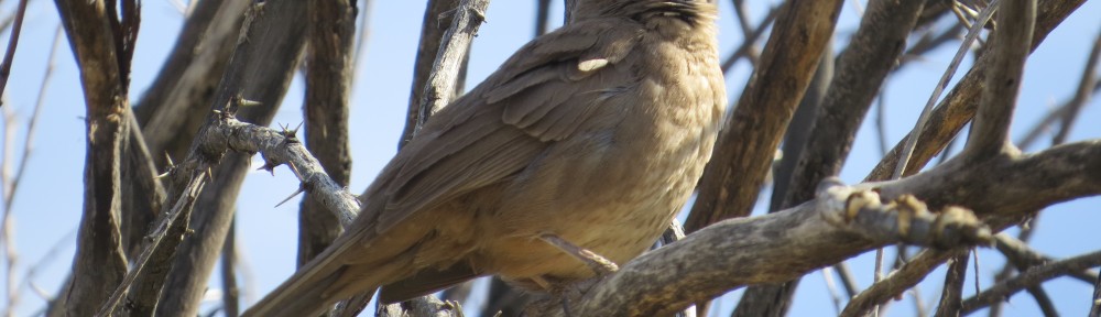 Curve-billed Thrasher