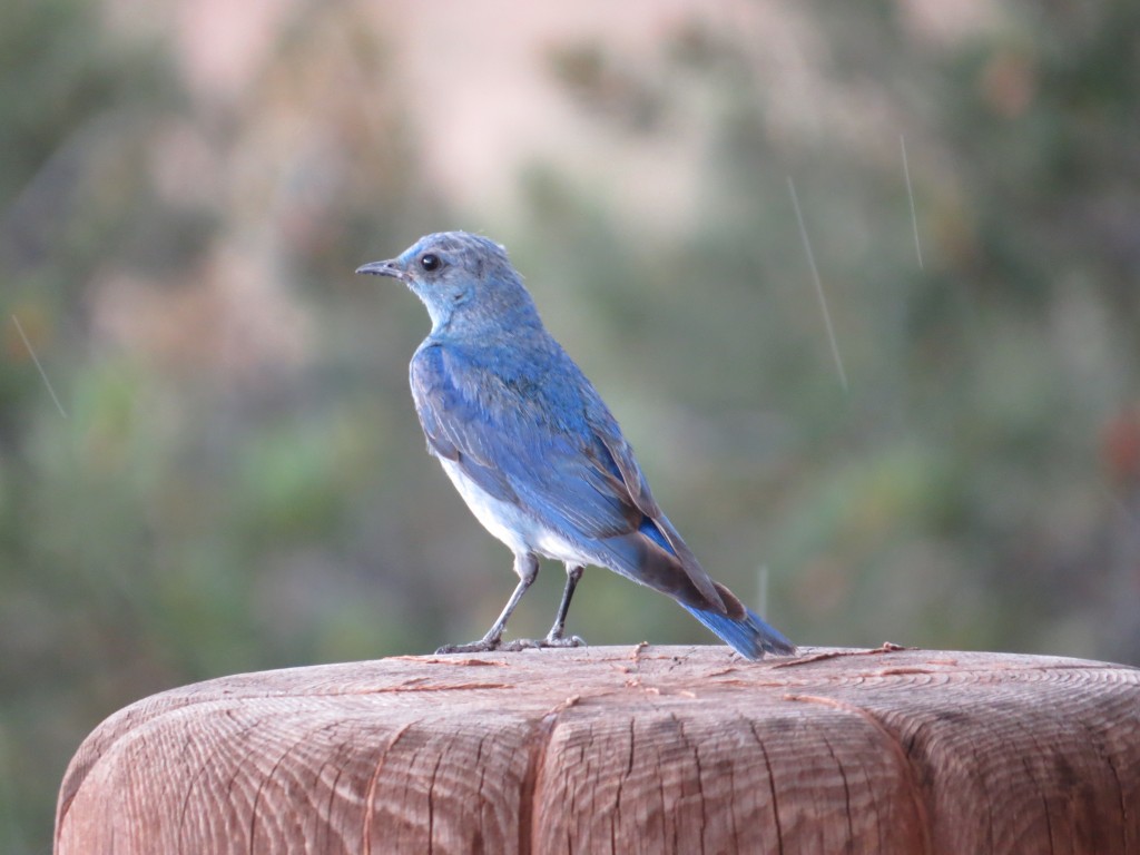 Aunt Carol's "pet" Mountain Bluebird