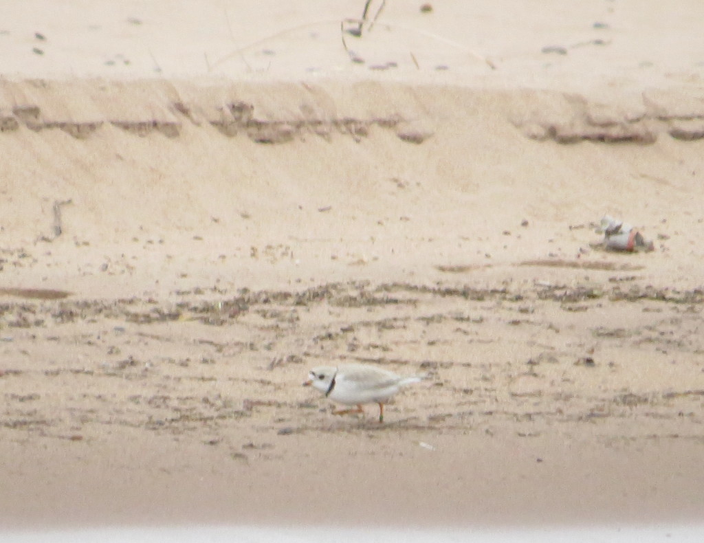 Piping Plover male